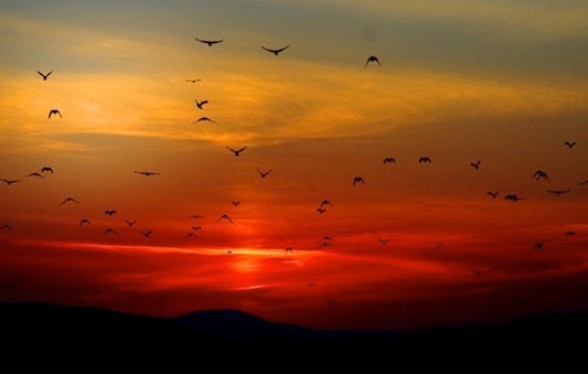 The Perfect Morning Routine for Becoming Your Highest Self and Manifesting Your Dreams